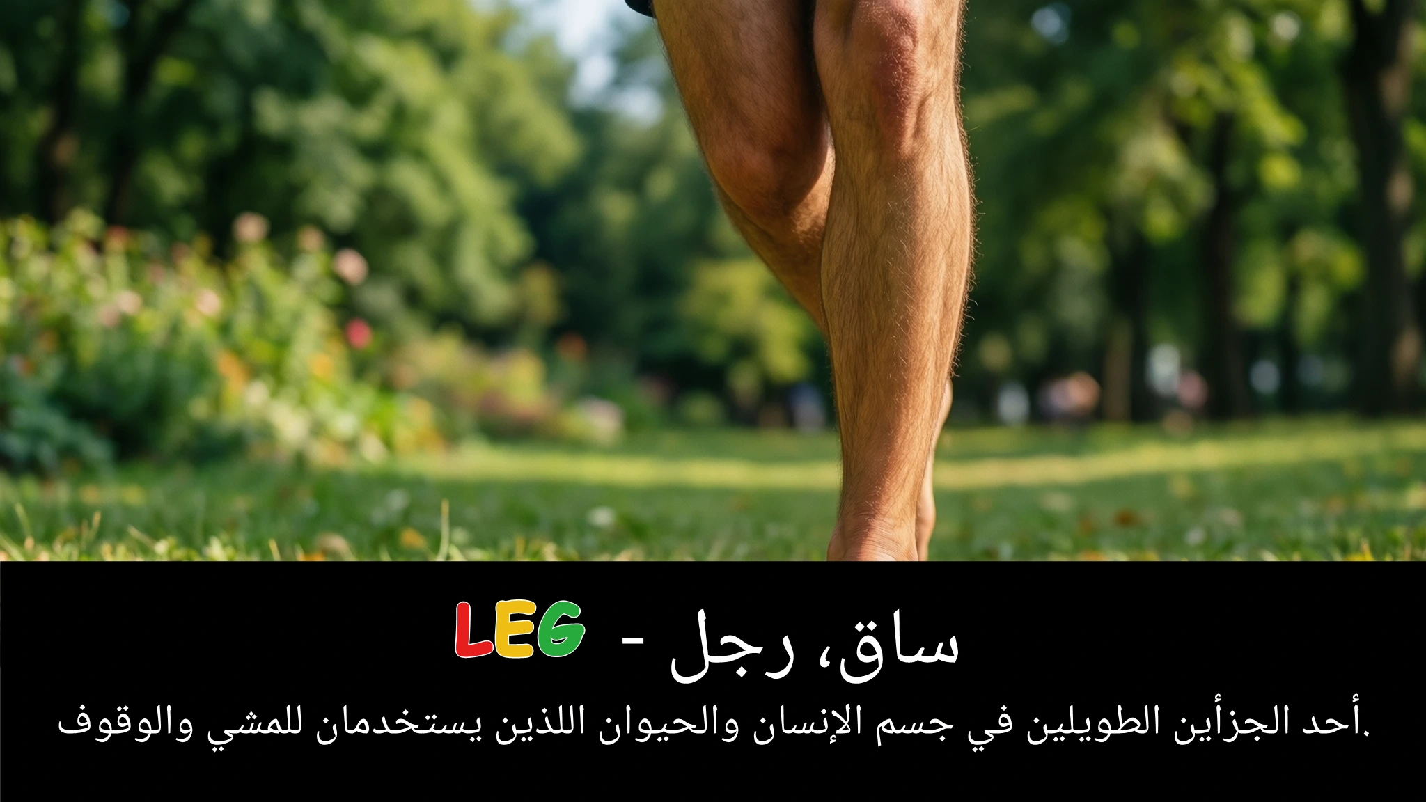 Arabic Illustration for leg